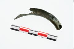 Foto von Bronzehohlblechring (NHMW-PRAE-026632)